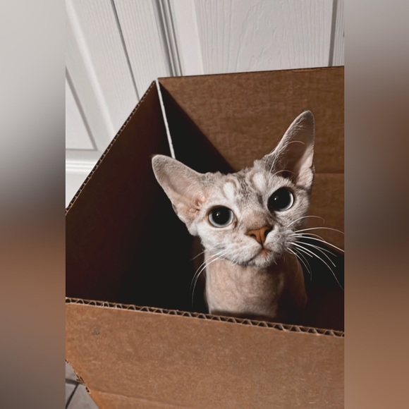 Meet your Posher, Jessica - Picture 2 of 3